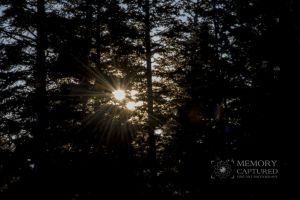 sunrise in the pines-c0.jpg